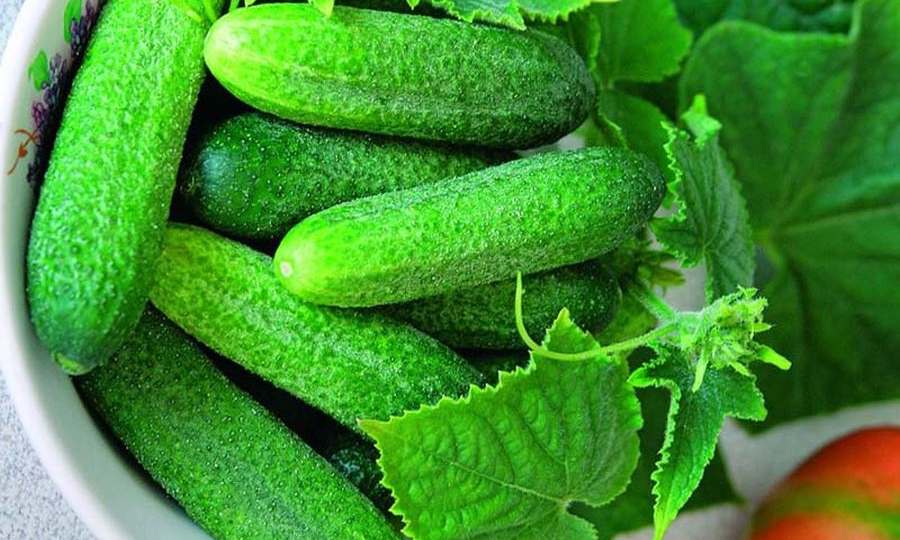 Осталась бы без урожая огурцов, если бы не эти сорта