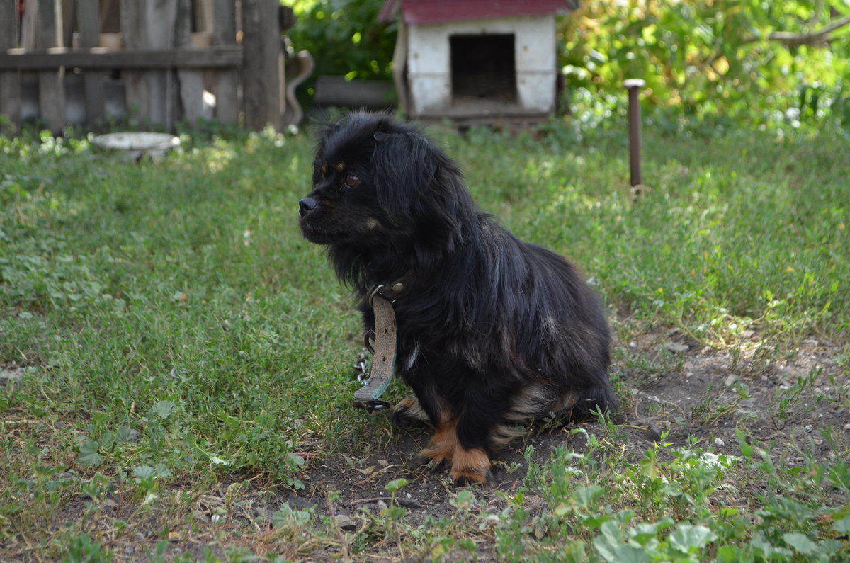 Та самая собачка