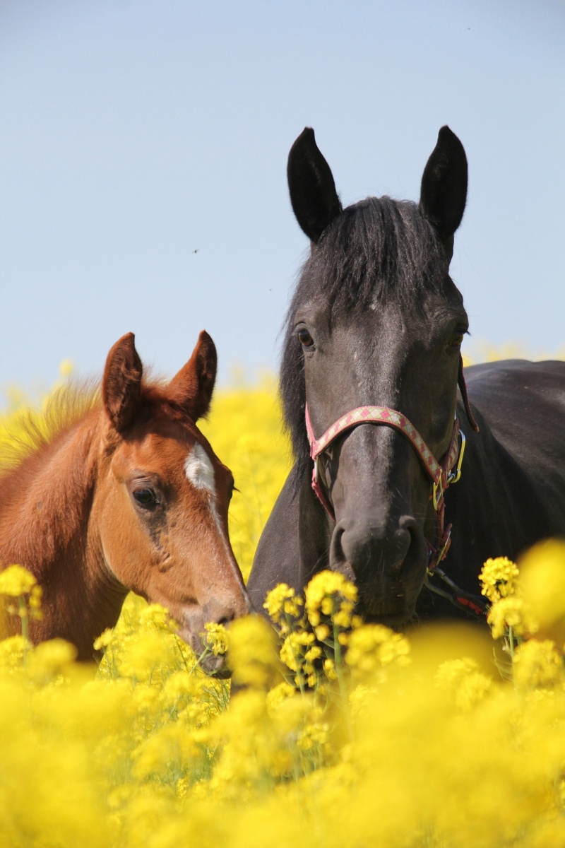 Фазик и его мама Лента 🤗
