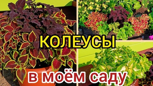 Как украсить свой сад КОЛЕУСАМИ.