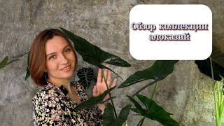 Обзор коллекции | Алоказии | Часть 1 | Март 2024