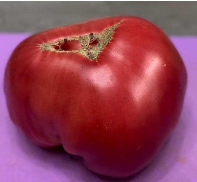 Я беру хорошо спелые помидопы