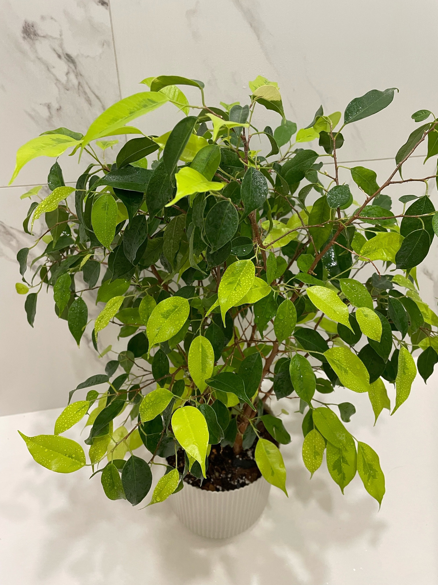 Фикус Бенджамина, подаренный учениками (ему 5 лет)