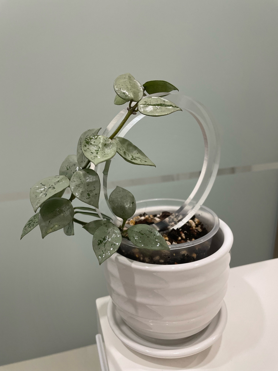 Хойя Лакуноза Эскимо Сильвер на прозрачной опоре от Plant*Secrets
