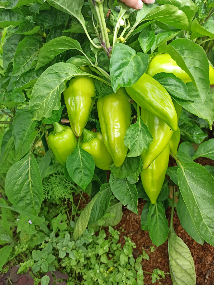 Сиреневый блеск, часть такой и высокий.