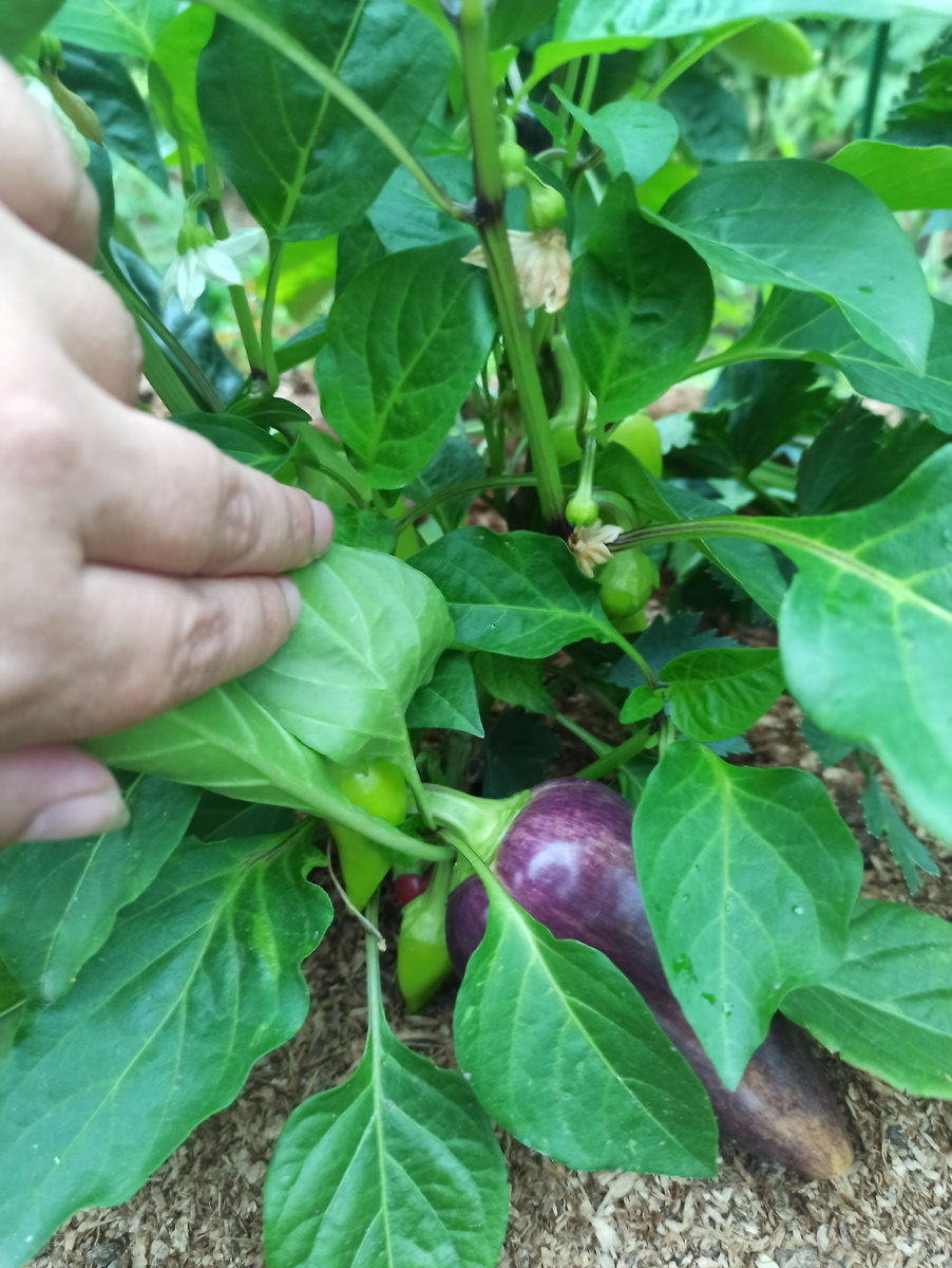 Сиреневый блеск, часть такой низкий см 30. 