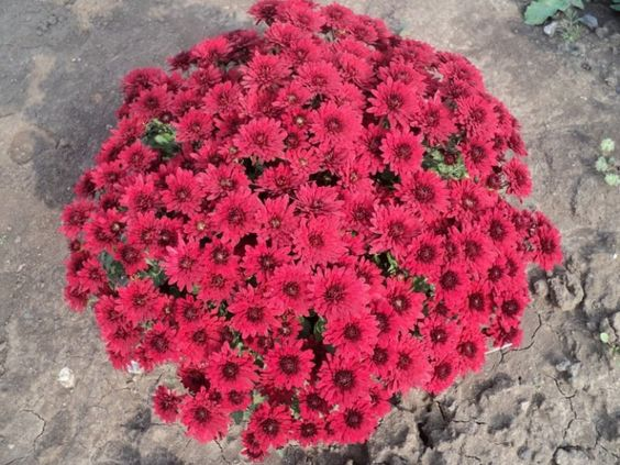 Источник https://www.pinterest.com/pin/591097519850014983/