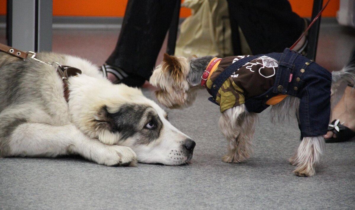 Фото: nsknews.info