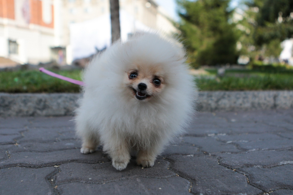 Фото: Ростислав Нетисов, nsknews.info