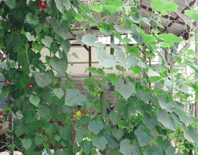 Лианы. 