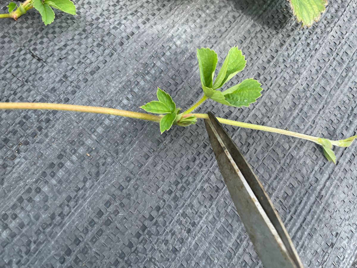 Для посадки выбираю усик первого порядка, остальные отрезаю