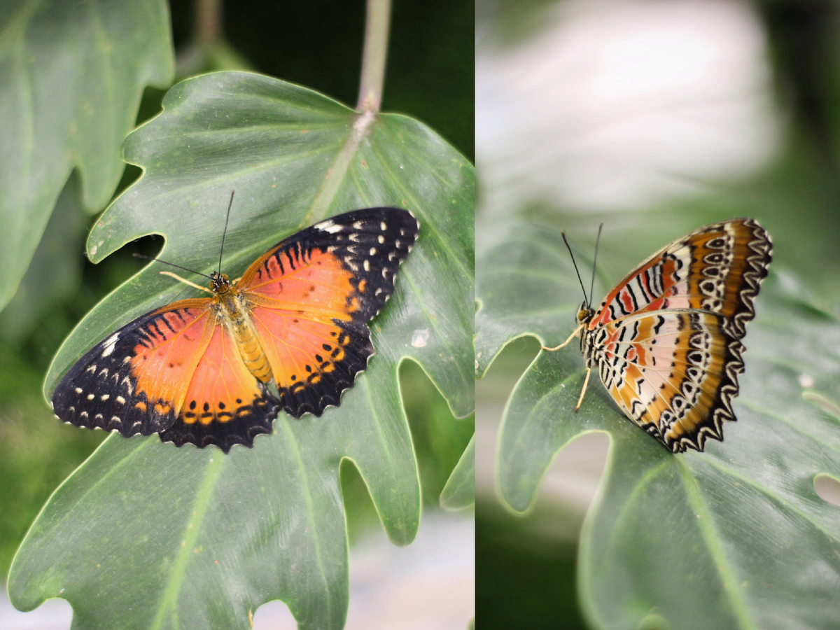 Златоглазка Библис в Парке бабочек Paradise