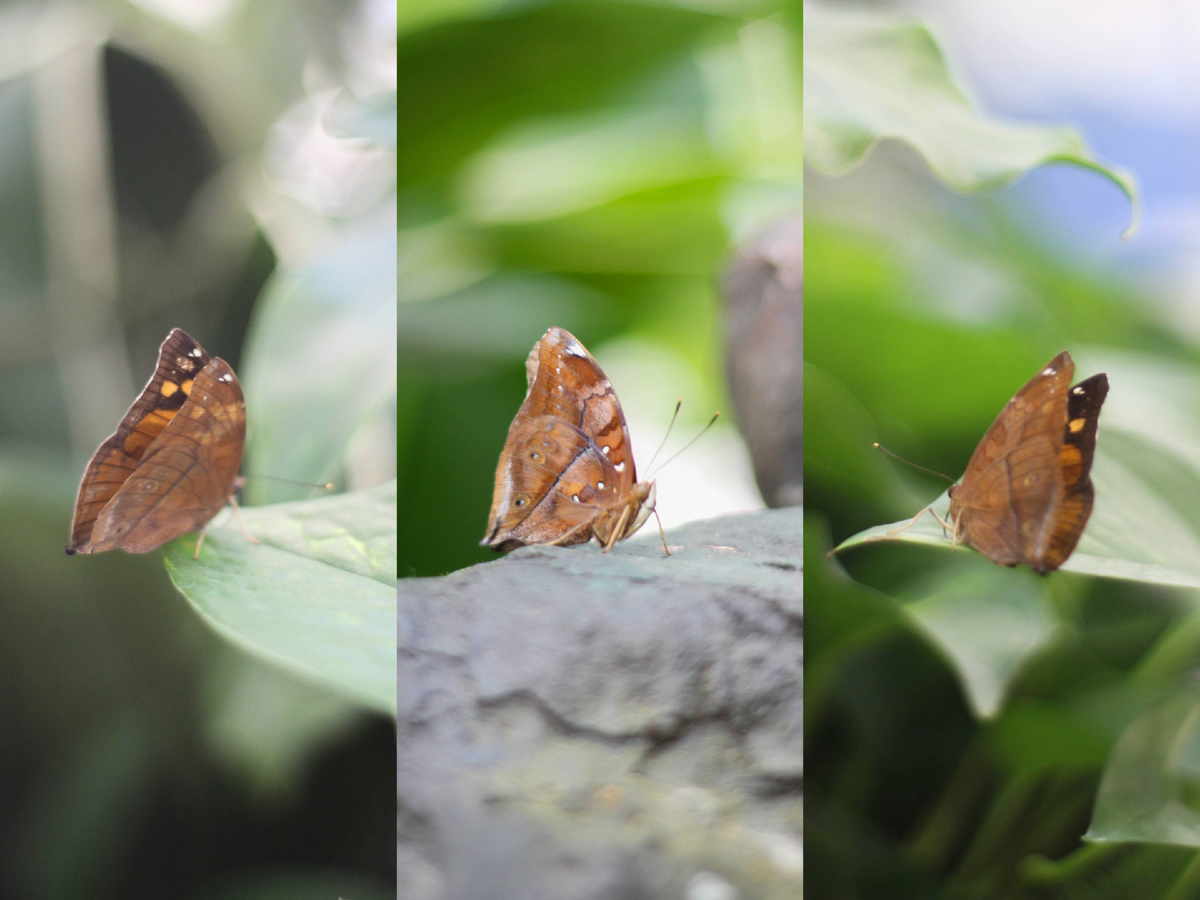 Осенний лист в Парке бабочек Paradise 