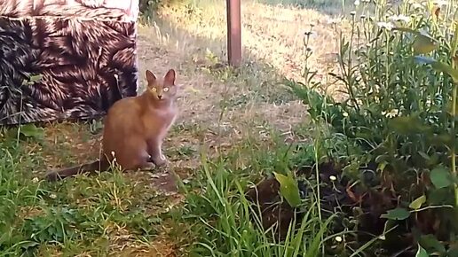 Видео без слов.🌳🐦🕊🌷Деревенский огород.