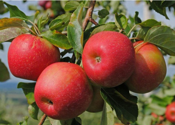 Фото сайта Минсельхоза РФ