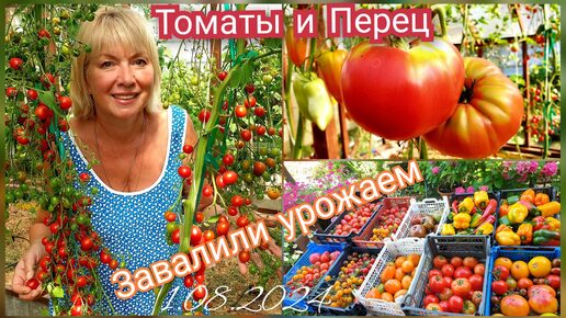 ТОМАТЫ ПРОБИЛИ КРЫШУ Пора вершковать.Подкормка томатов-Урожай ящиками УСТАЛИ СОБИРАТЬ