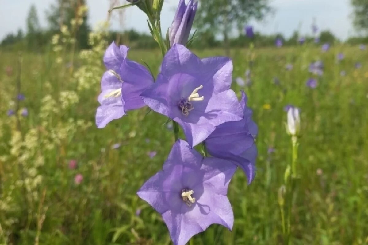    Колокольчик персиколистный.