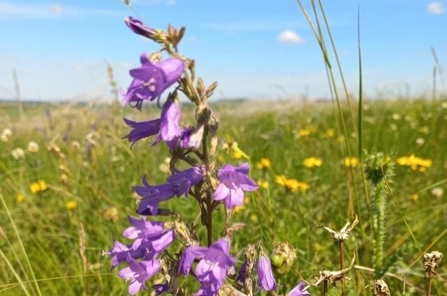    Колокольчик сибирский. Фото: Из личного архивa/ Марина Привалова