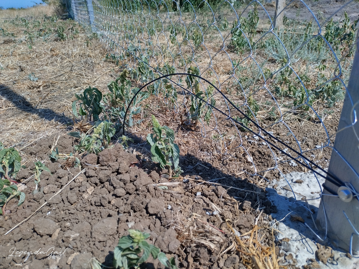 Закрепили тросик по старой схеме