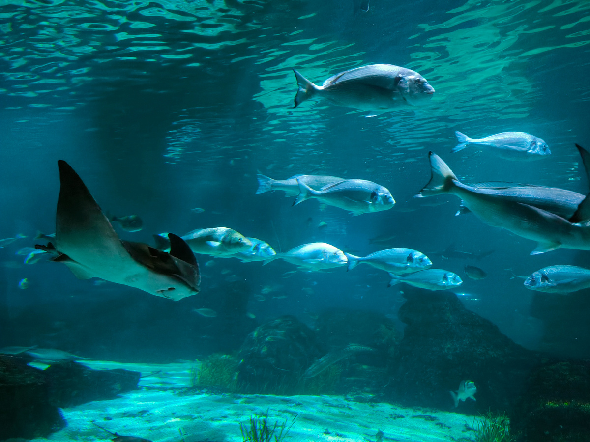 Океанариум в Барселоне очень кайфовый 