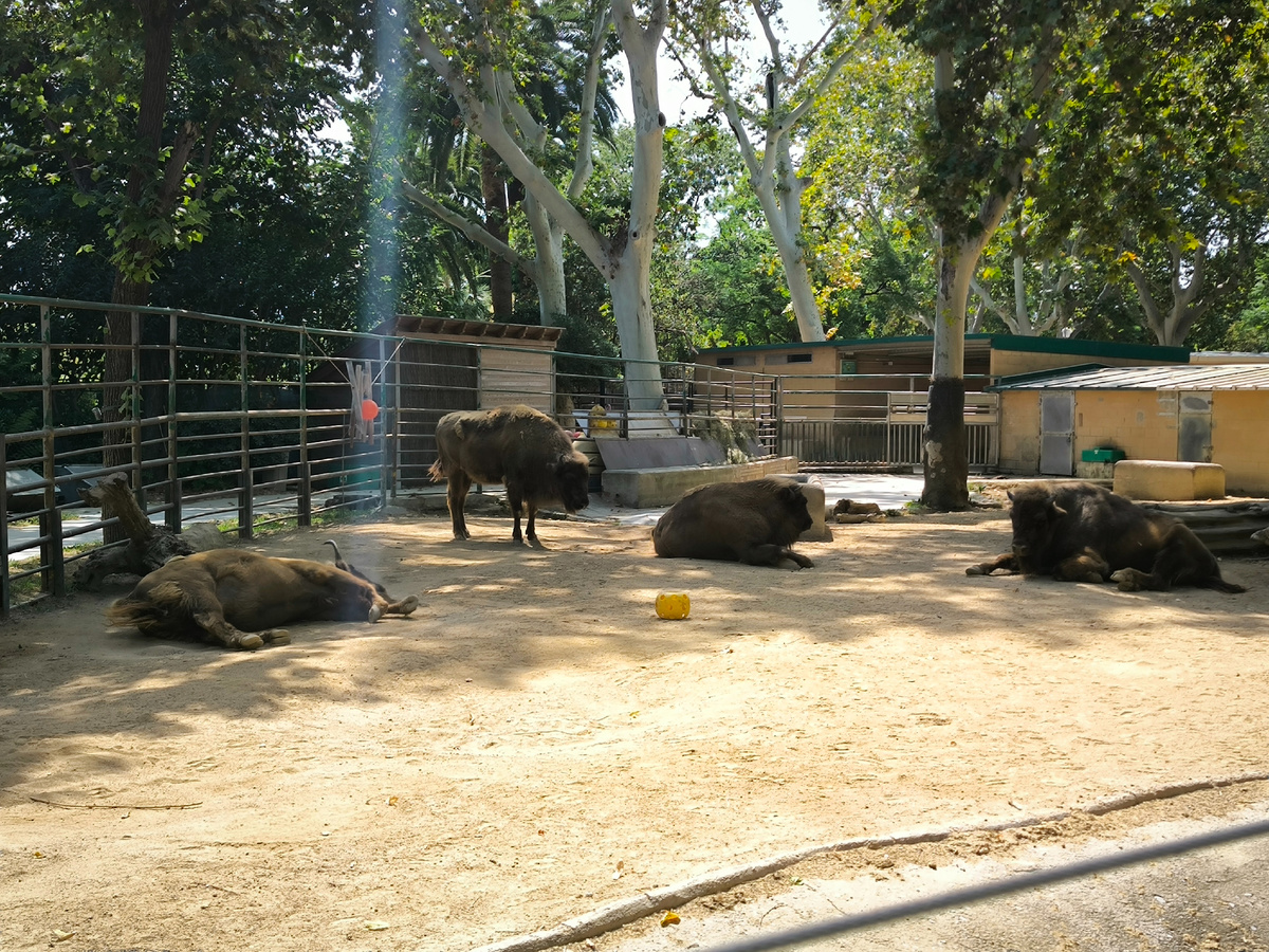 Сходили в зоопарк, а там 4 бизона, как положено 