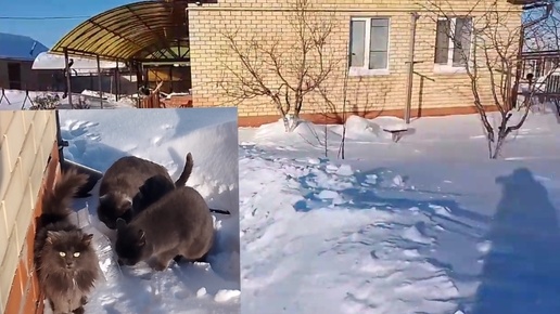 Зима в деревне. Кормлю кошек❄️🐱❄️