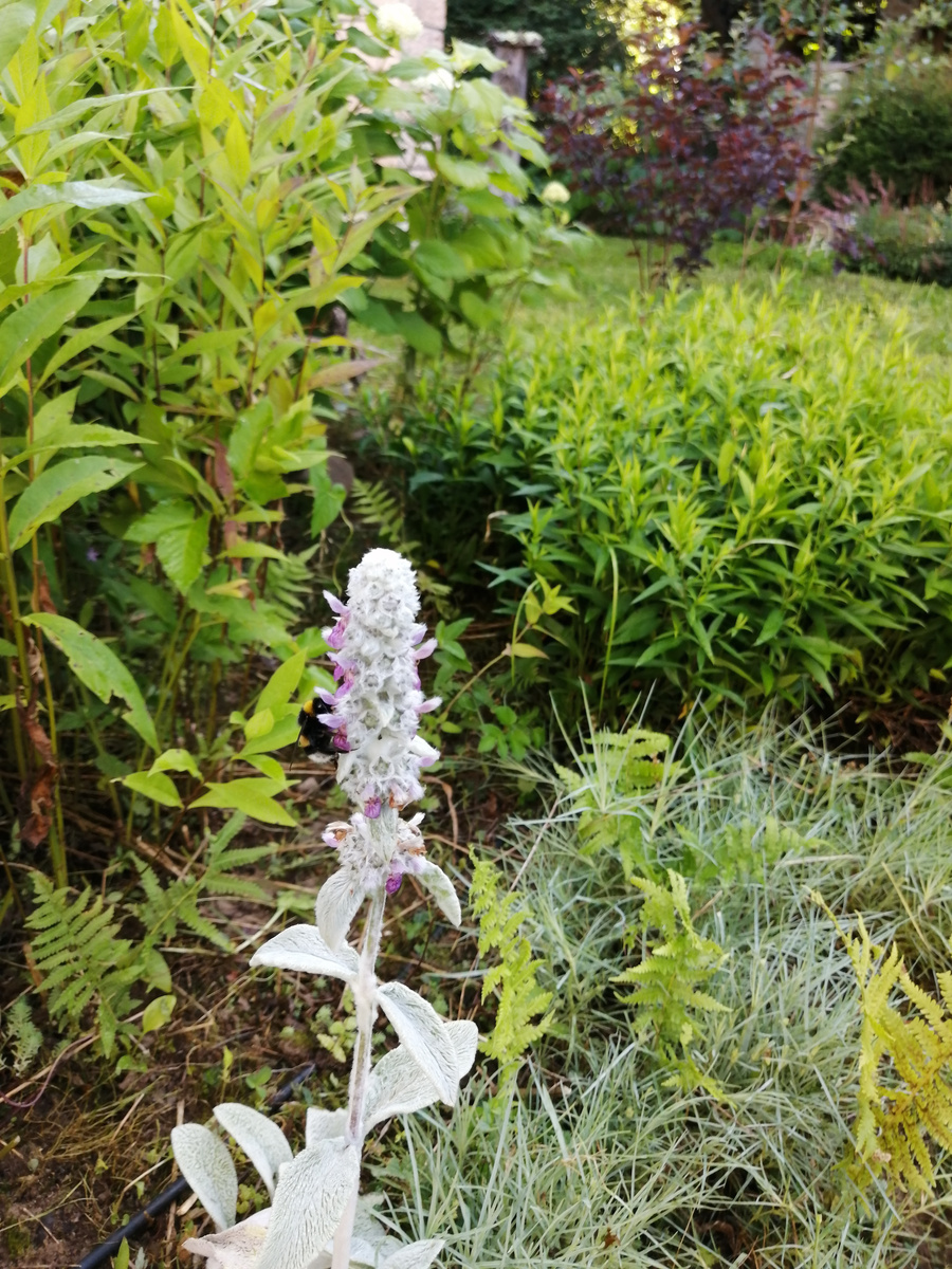 Много крохотных "страусят" постоянно лезут в кадр. Их тут быть не должно!