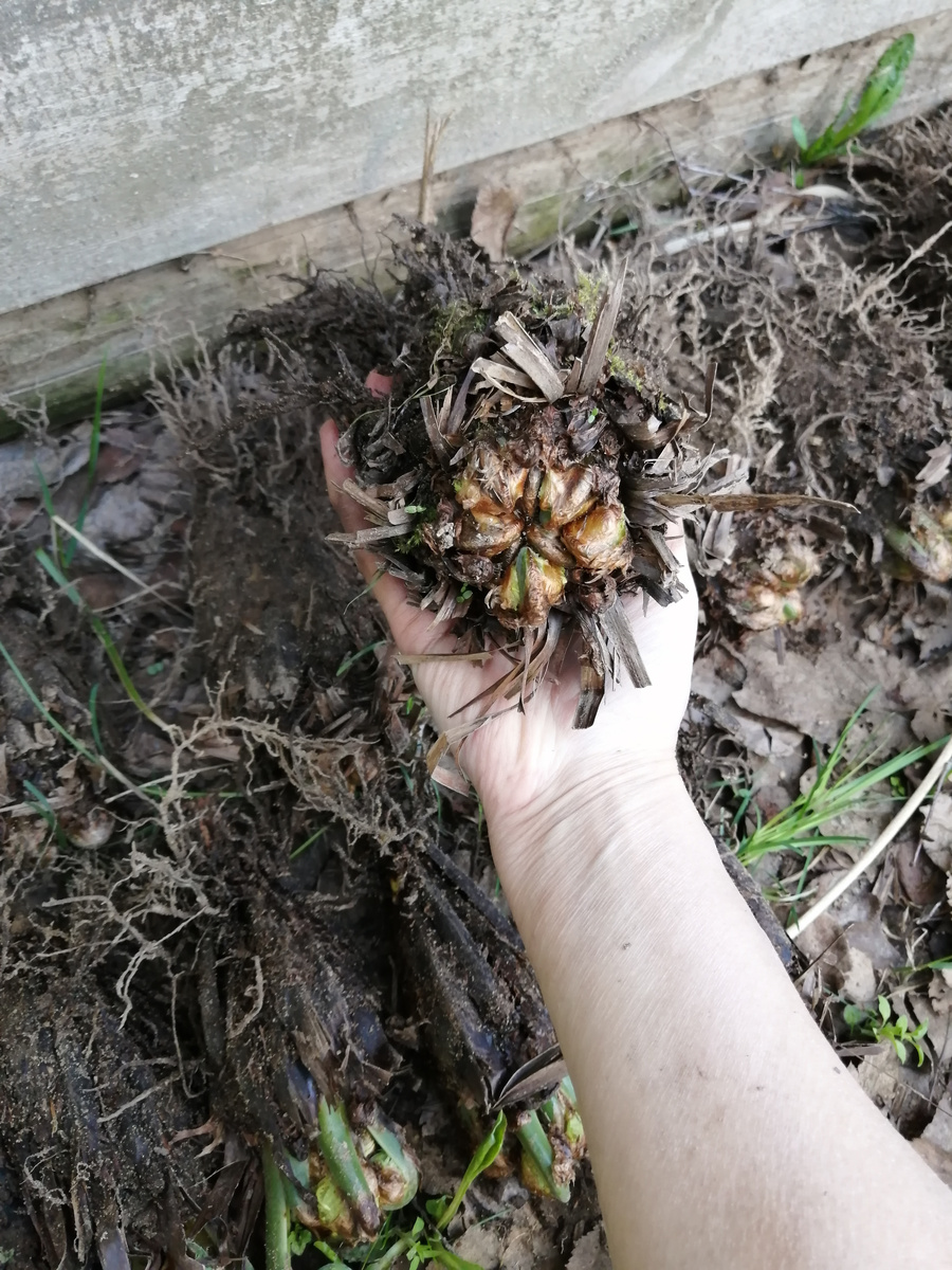 Страусник, не самое маленькое корневище. Видно, что живое. Тяжёлое! Но пока растение компактное, перевезти его просто и приживается на новом месте лучше, чем при более поздней выкопке