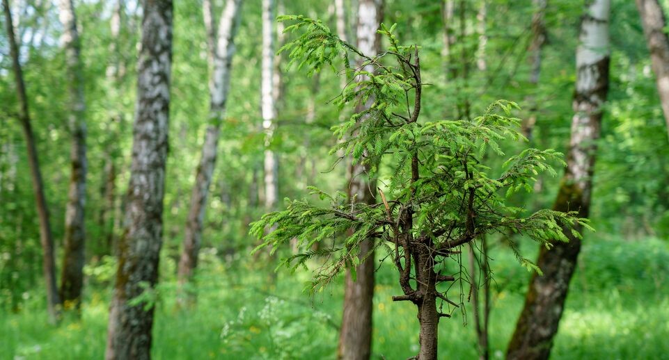    Медиасток.рф