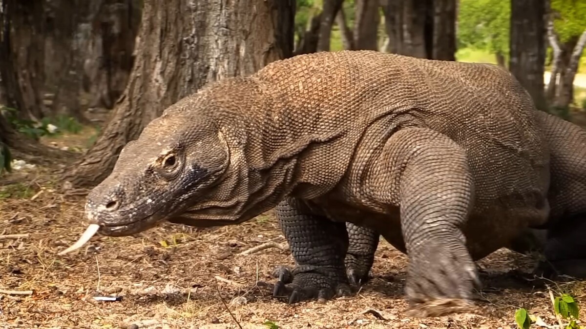 Я грозный, буууууу, бойся меня. Бойся, кому сказал!