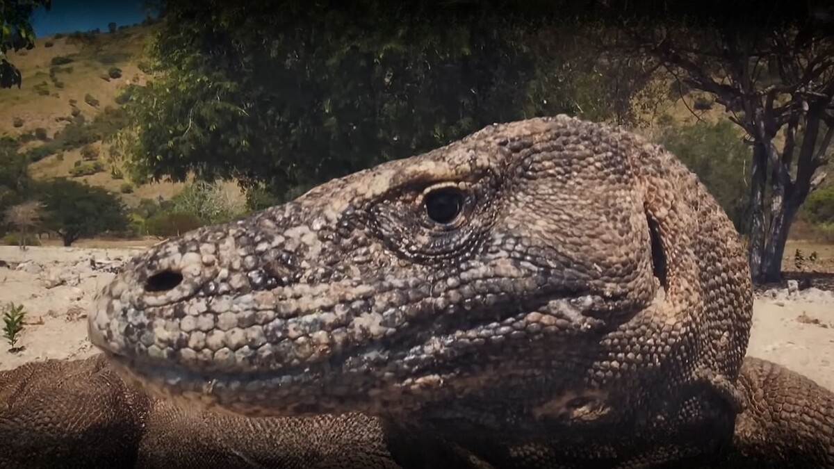 Что за зверь, этот дракон? 