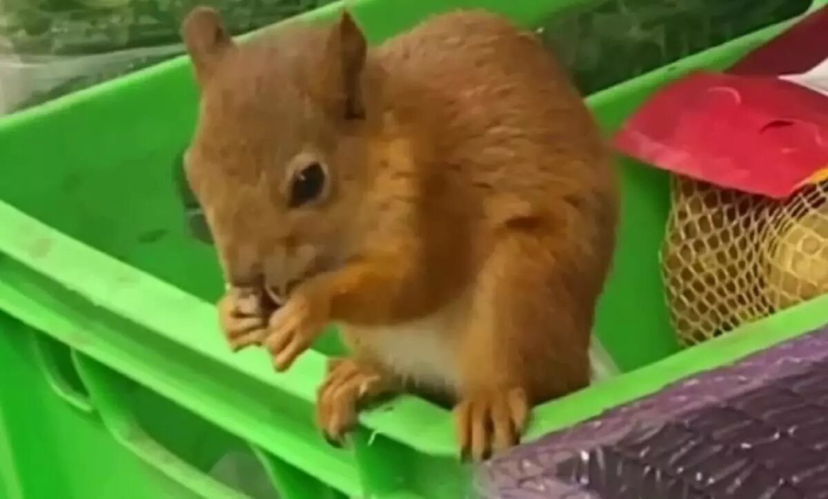 Скрин с видео. 