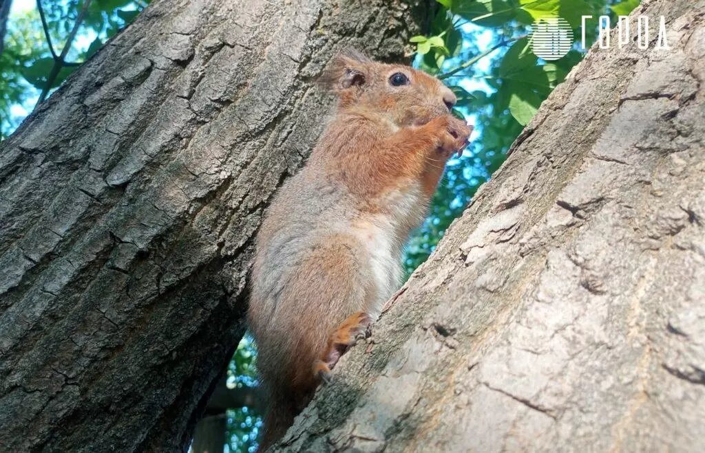 Белки в Краснодарском крае встречаются во многих парках