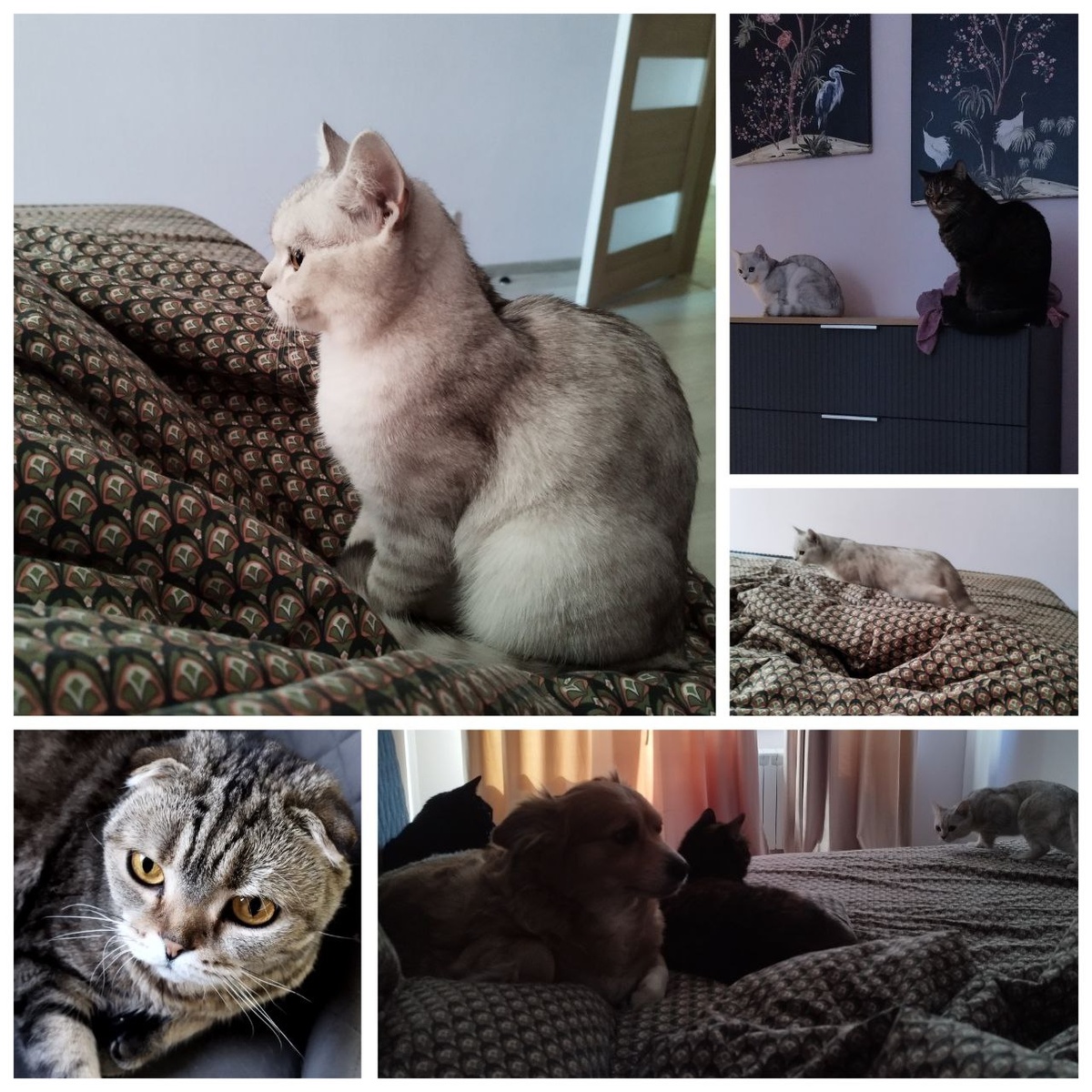 Всех собрала на одном коллаже