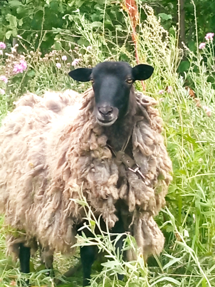 Красотка Баранка❤️❤️❤️