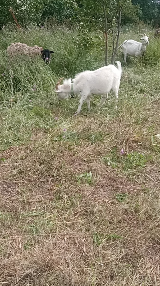 Баранка с козами