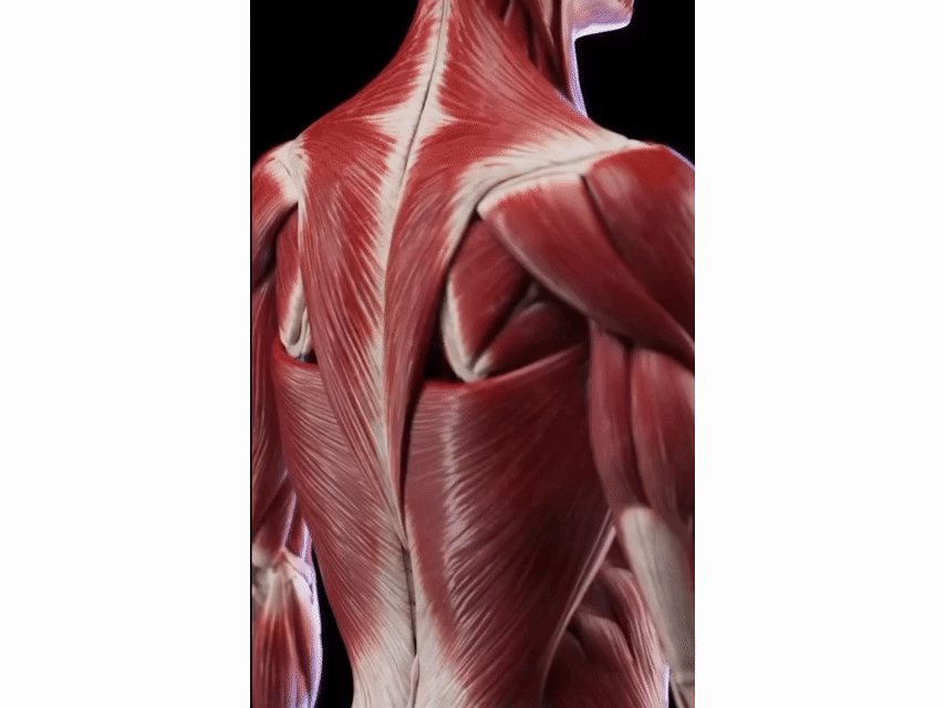 Межпозвонковые диски питаются за счет окружающих мышц. В основном - за счет многораздельных (они ближе всего к позвонкам)