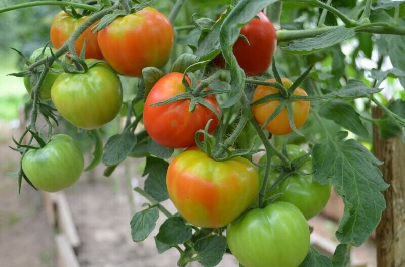 Поливаю томаты 1 раз в неделю этим раствором. Помидоры становятся вкуснее и быстро созревают