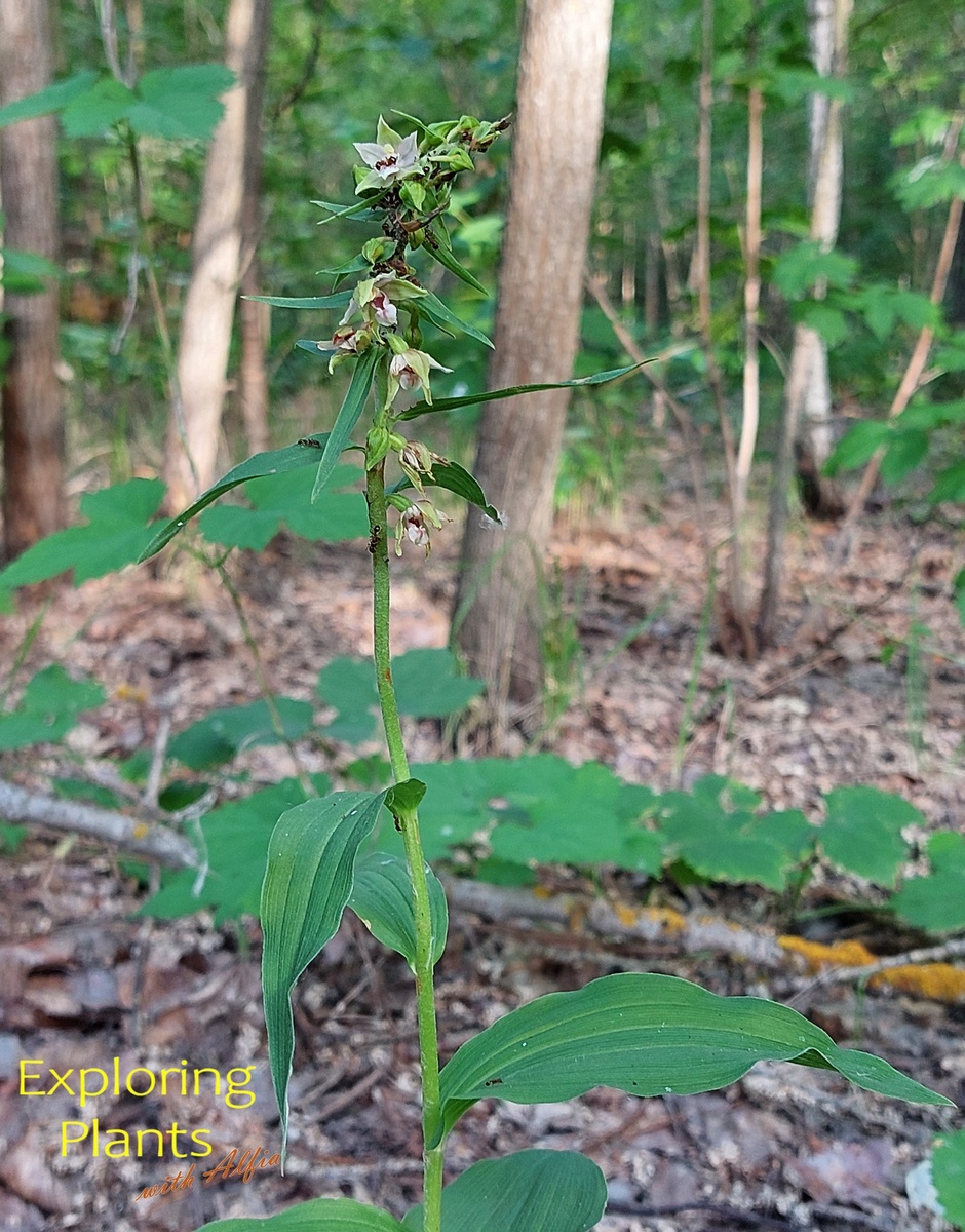 Дремлик широколистный,(Epipactis helleborine (L.) Crantz), 17.07.2024, Казань, ООПТ "Урочище Русско-немецкая  Швейцария"