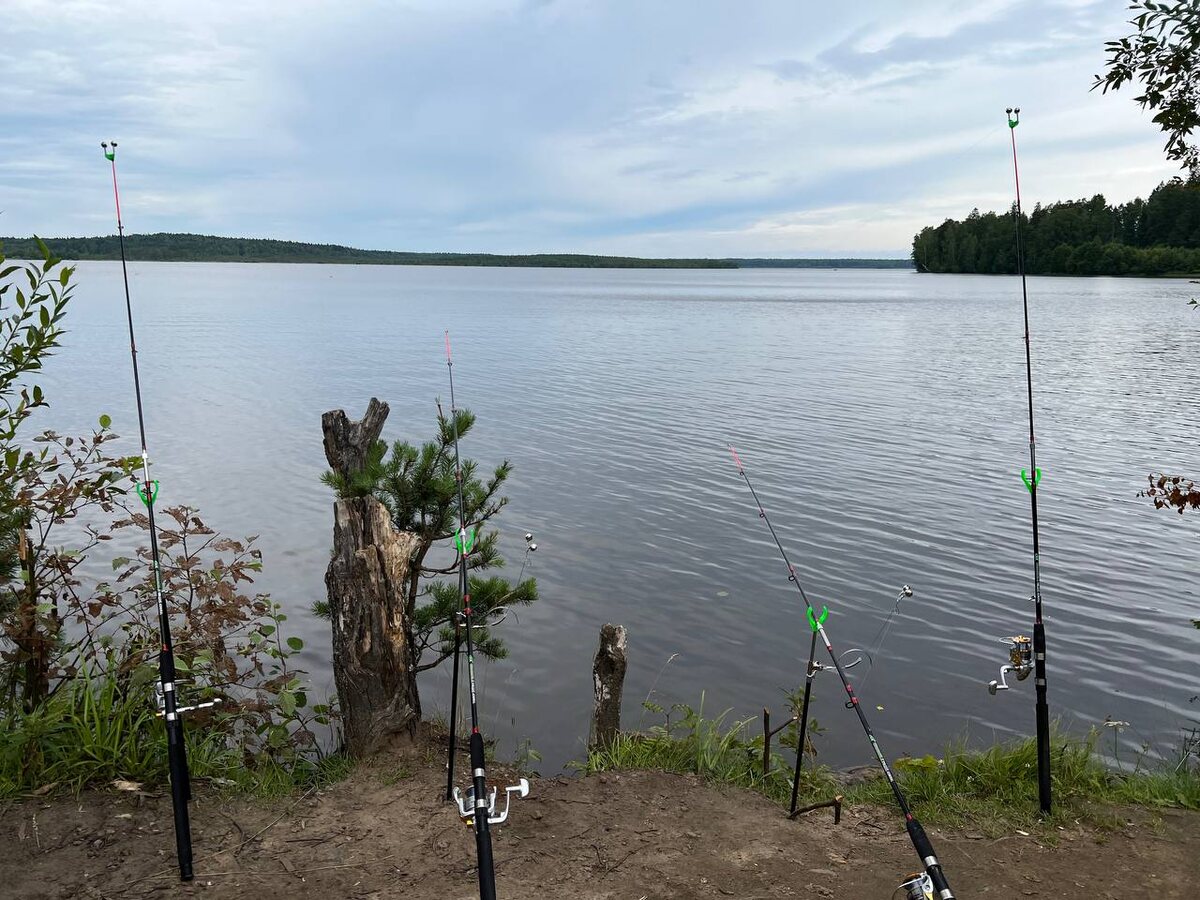 Расположились на берегу озера для рыбной ловли (Рыбалка на леща в Ленинградской области)