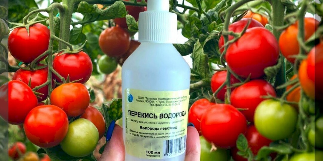 Чем перекись водорода может помочь дачнику во второй половине сезона: применение перекиси водорода с пользой на даче