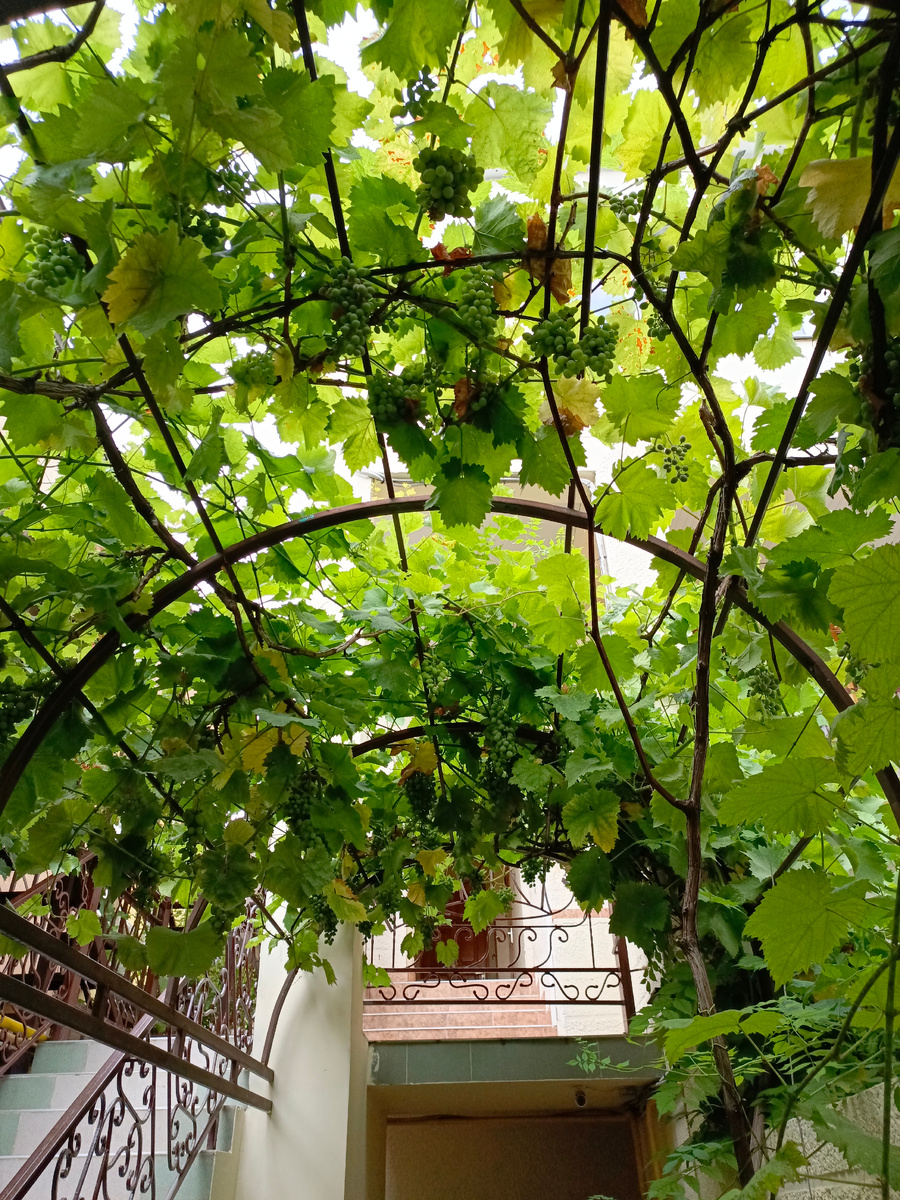 Виноград во дворе дома. Фото автора.