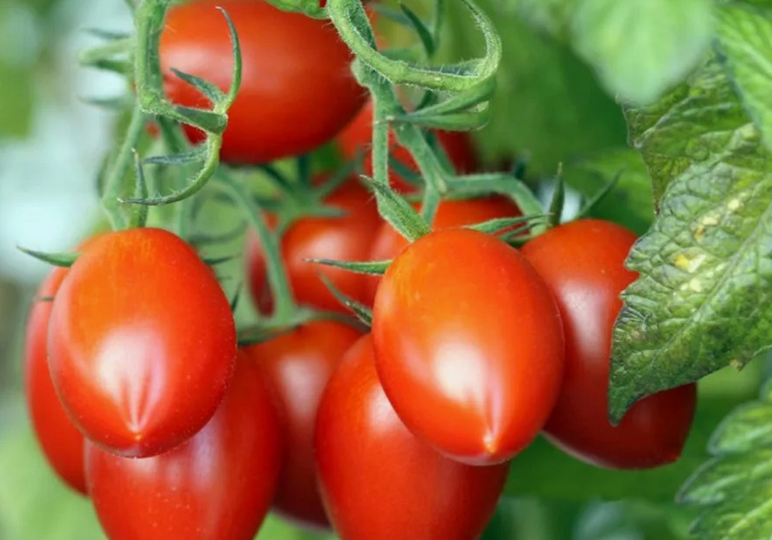 Балую помидоры 3 этими подкормками, которые всегда замечательно работают! Хитрые удобрения, которыми успешно пользовались еще наши предки...