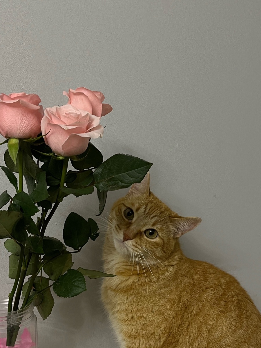 Симба для украшения статьи.