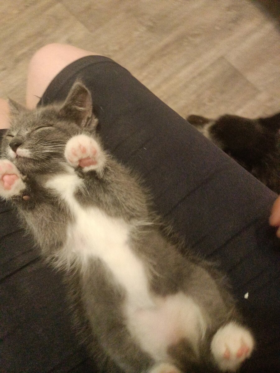 Котик - лучший антистресс!