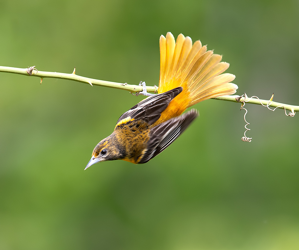 Baltimore Oriole — Балтиморская иволга