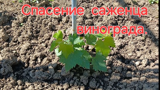 Спасение саженца винограда.+7(918) 47 00 828