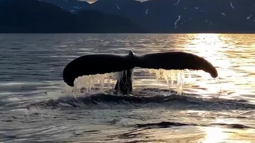 Водные великаны Чукотки