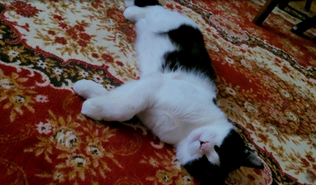 Спит, нагулялся...