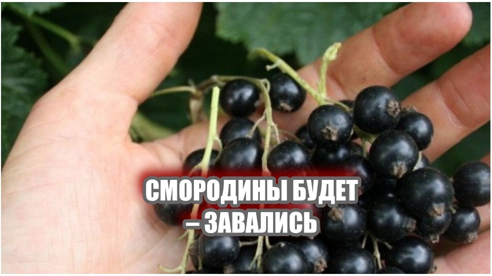 Ароматные ягоды чёрной смородины вкусны только что сорванными с куста и в виде зимних заготовок – варенья, джема, компота.